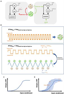 Exploiting Information and Control Theory for Directing Gene Expression in Cell Populations